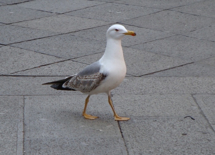 Larus da determinare